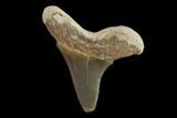 Fossil Shark (Cretoxyrhina) Tooth - Kansas #134838-1